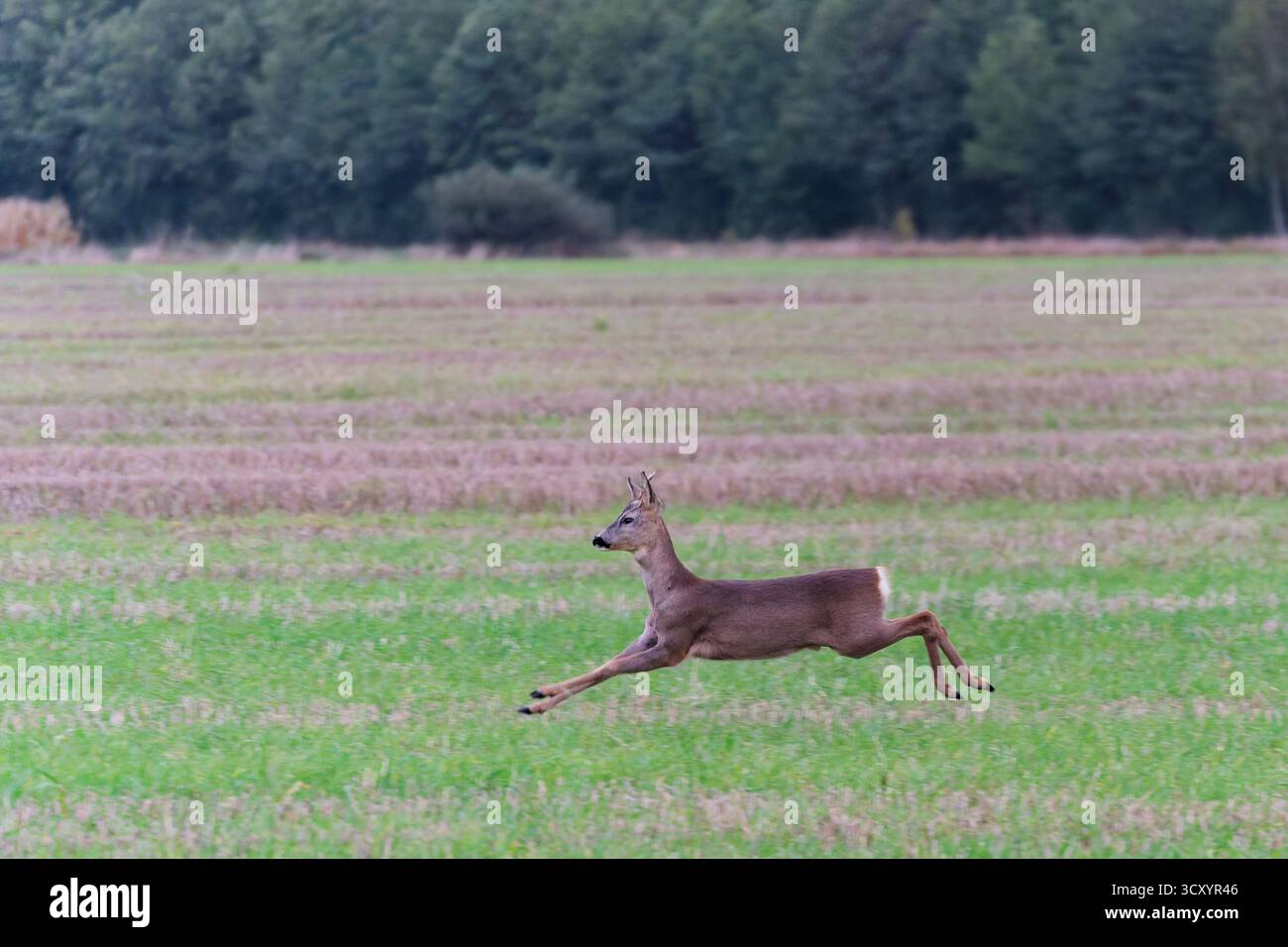 Roe Deer Buck (Capreolus capreolus) en plein vol. Prise de vue à grande vitesse de l'animal sautant à travers un champ avec un fond de forêt. Banque D'Images