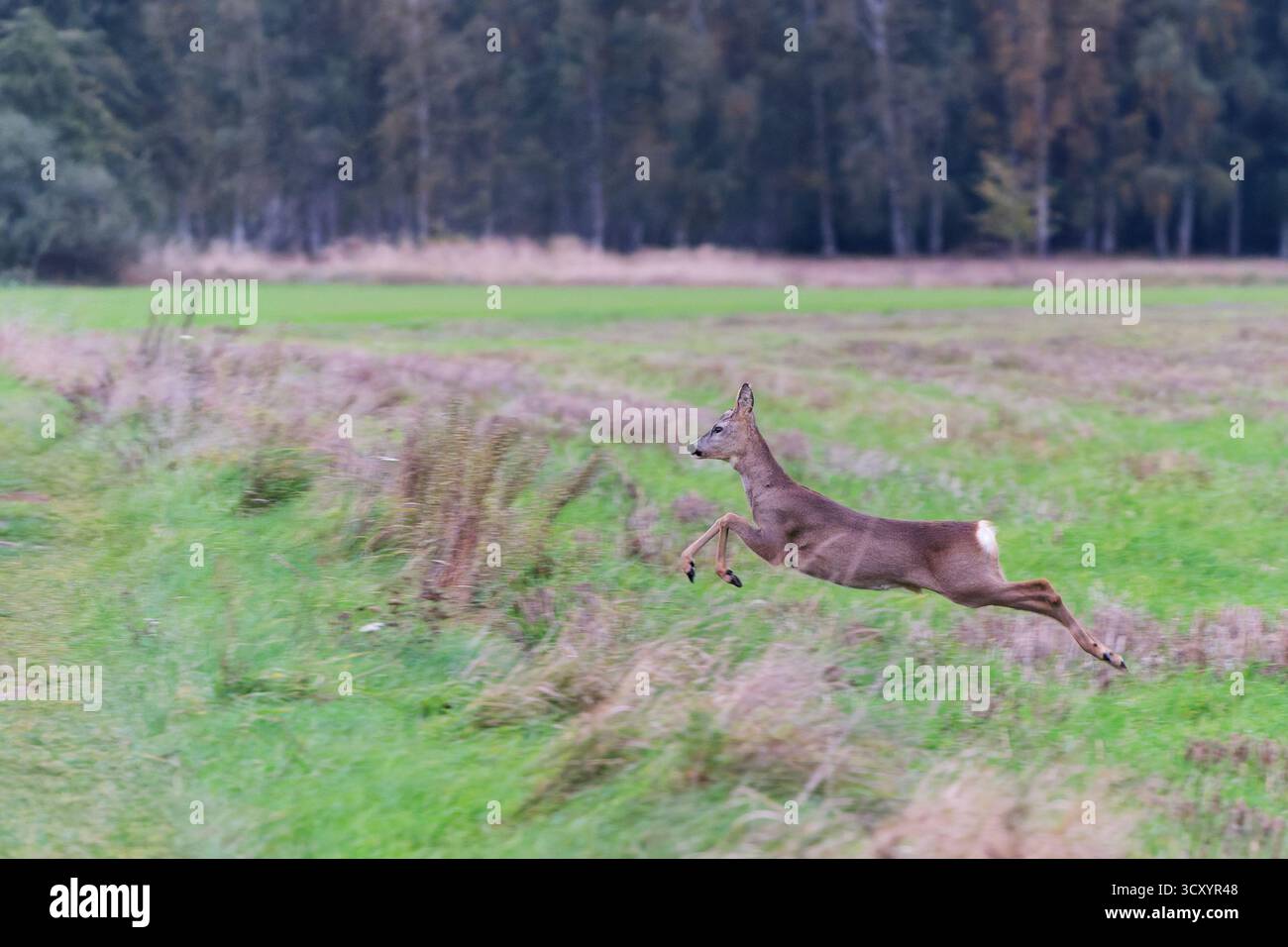 Roe Deer Buck (Capreolus capreolus) en plein vol. Prise de vue à grande vitesse de l'animal sautant à travers un champ avec un fond de forêt. Banque D'Images