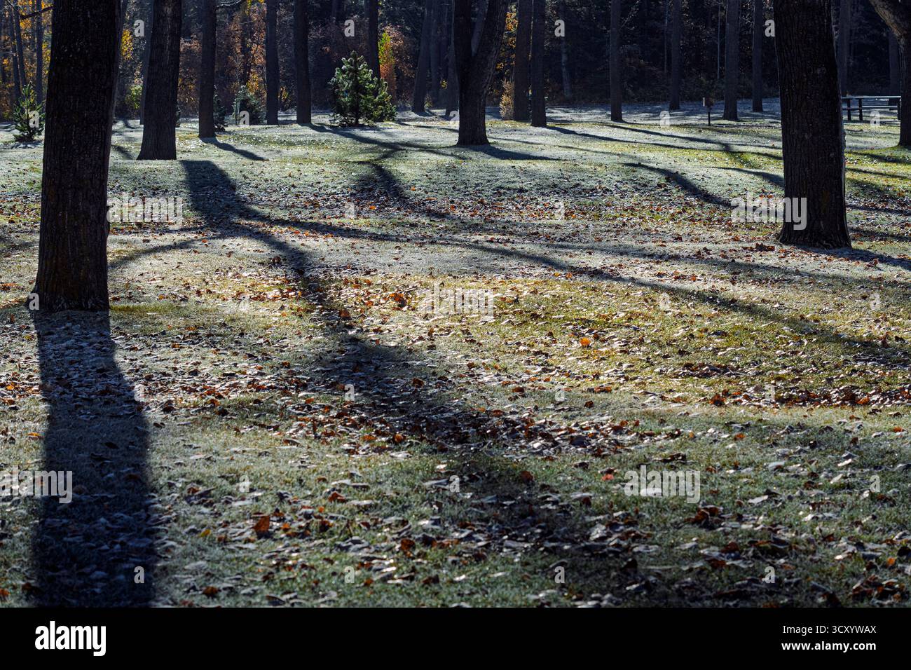 La lumière du soleil projette de longues ombres à travers un bosquet d'arbres d'automne aux feuilles dorées sur un sol givré dans un cadre forestier serein. Bowness Park, Calgary Banque D'Images