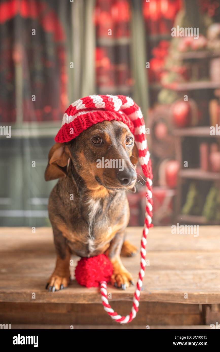 Chien Teckel à l'arbre de Noël, habillé dans un chapeau du nouvel an.posant pour une carte de vacances, le chien ludique s'excite. Banque D'Images
