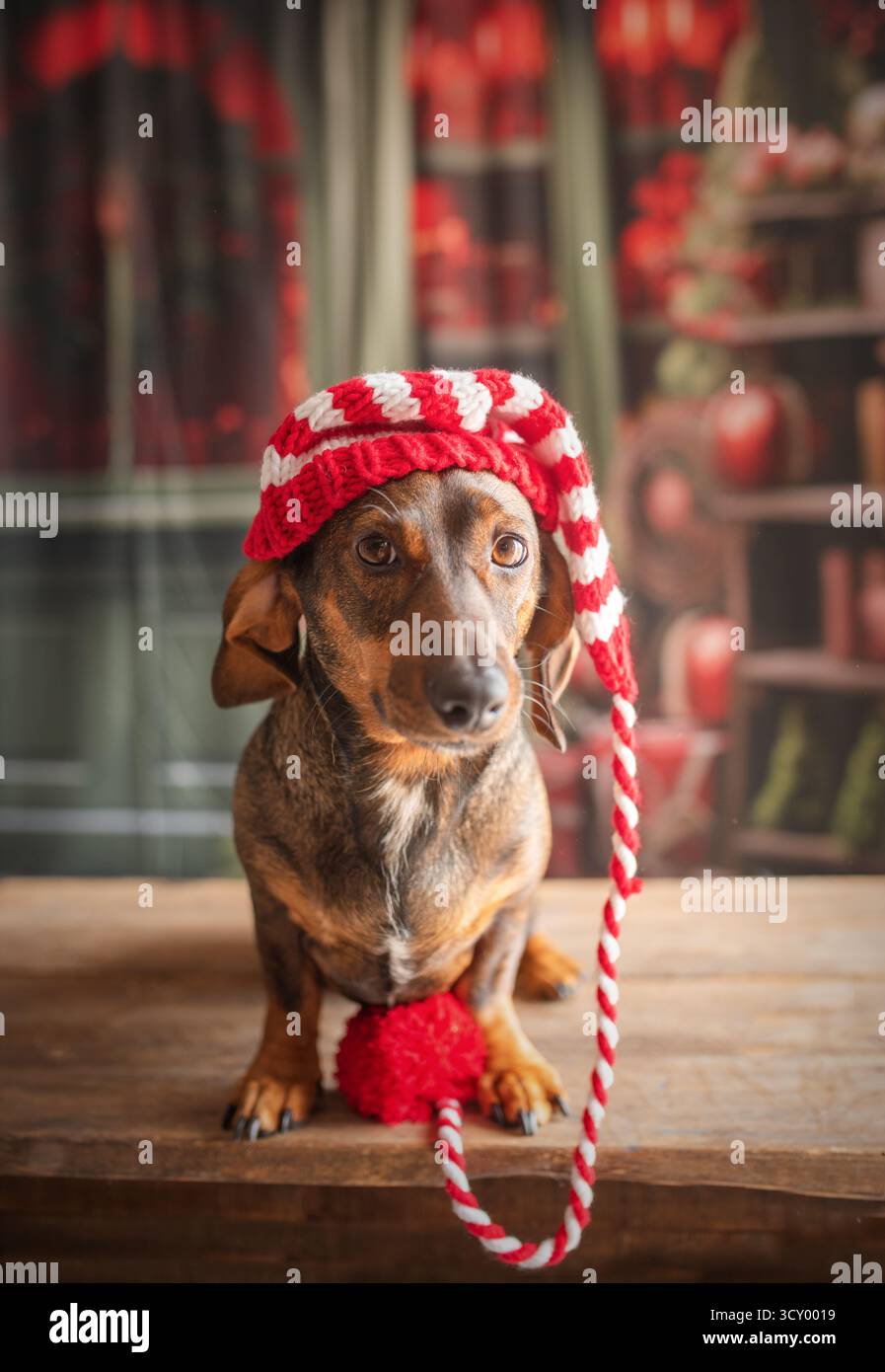 Chien Teckel à l'arbre de Noël, habillé dans un chapeau du nouvel an.posant pour une carte de vacances, le chien ludique s'excite. Banque D'Images