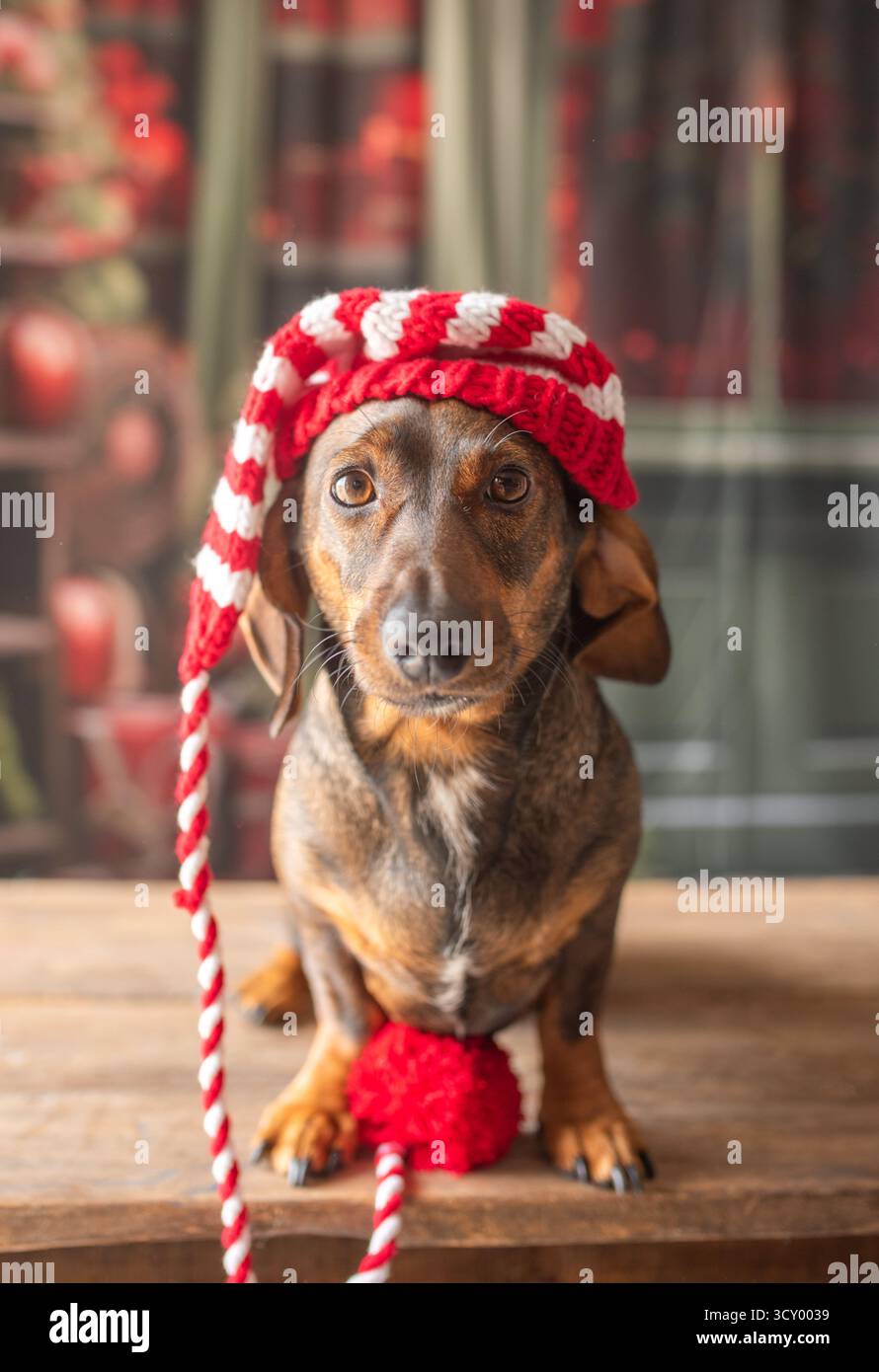 Chien Teckel à l'arbre de Noël, habillé dans un chapeau du nouvel an.posant pour une carte de vacances, le chien ludique s'excite. Banque D'Images