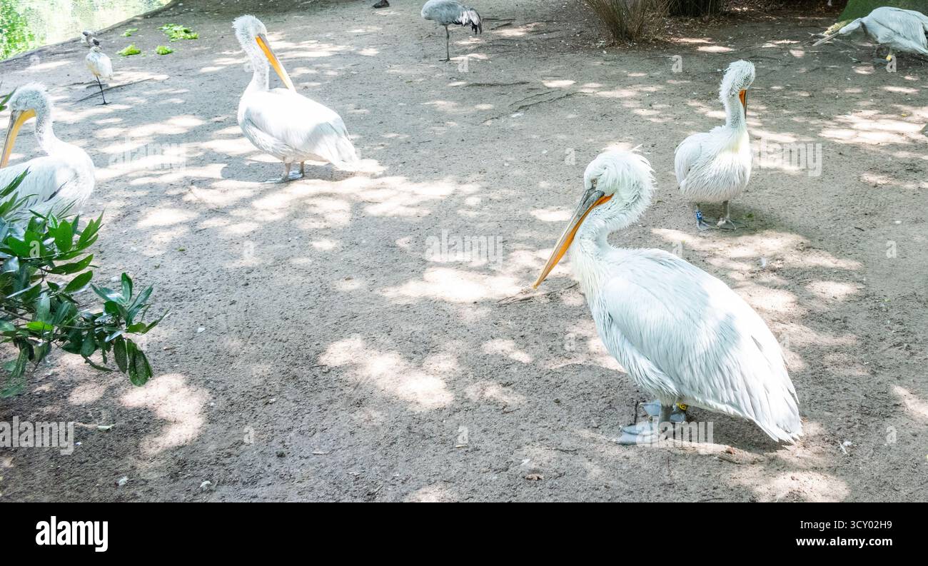 animaux dans le zoo de berlin Banque D'Images