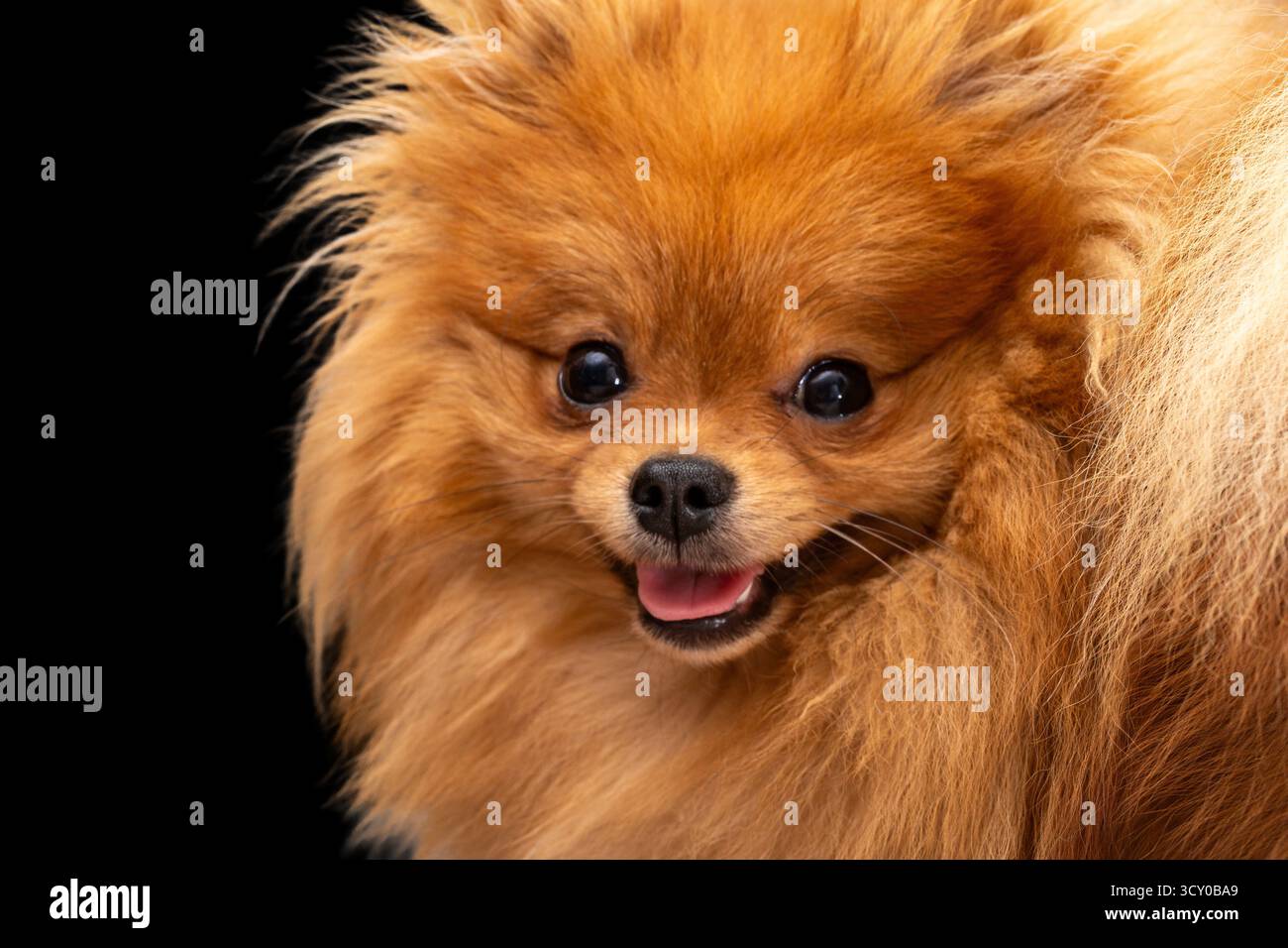 Gros plan portrait studio d'un chiot poméranien orange moelleux, heureux et souriant avec sa langue légèrement sortie sur un fond noir Banque D'Images Gros plan portrait studio d'un chiot poméranien orange moelleux, heureux et souriant avec sa langue légèrement sortie sur un fond noir Banque D'Images