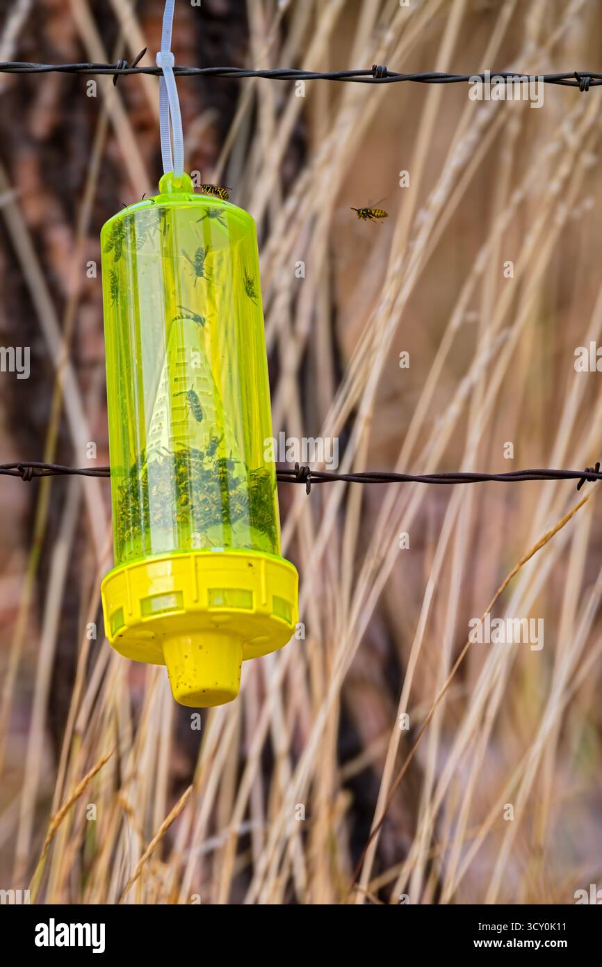 Un piège à guêpes en plastique brillant accroché à une clôture attirant de nombreuses vestes jaunes Banque D'Images