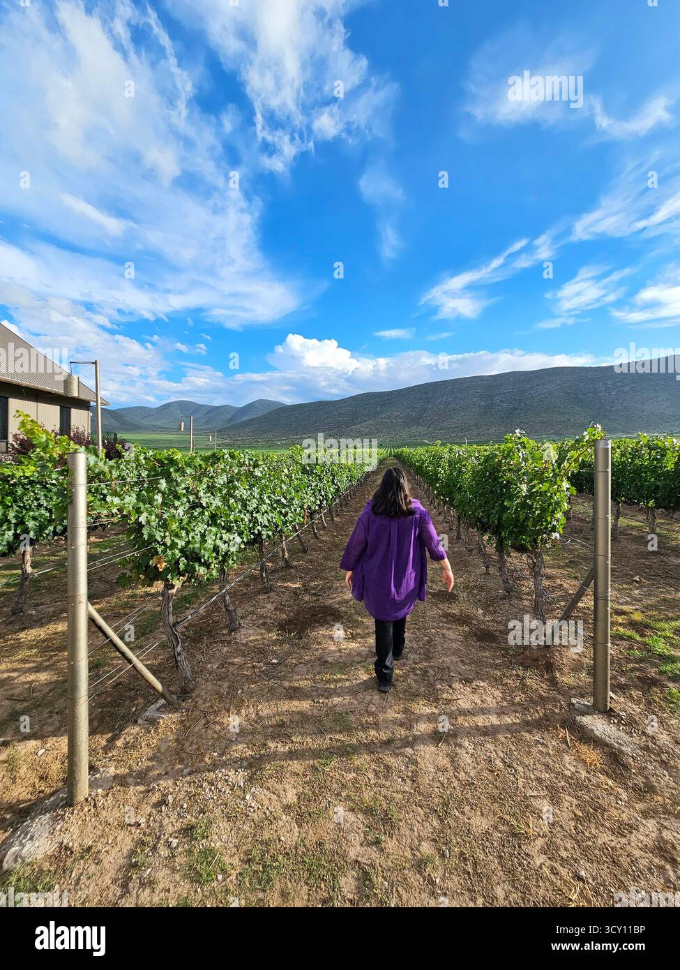 Femme adulte Latina marche à travers le vignoble pour vérifier les raisins prêts pour la récolte et la récolte pour la vinification Banque D'Images