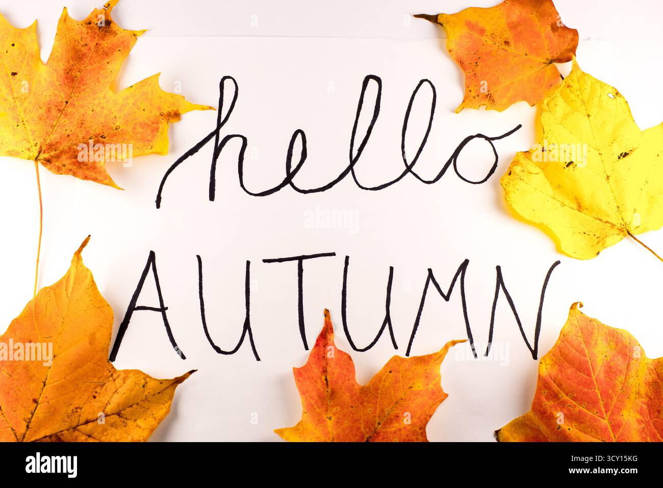 Bonjour affiche de voeux d'automne avec feuilles d'automne encadrant fond blanc pour décor d'image saisonnier Banque D'Images