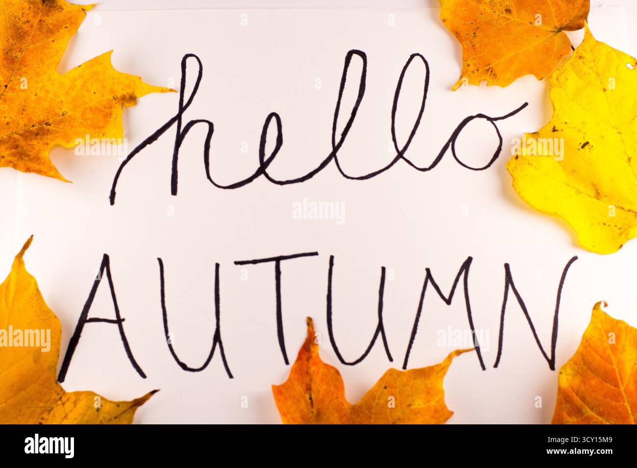 Bonjour affiche de voeux d'automne avec feuilles d'automne encadrant fond blanc pour décor d'image saisonnier Banque D'Images