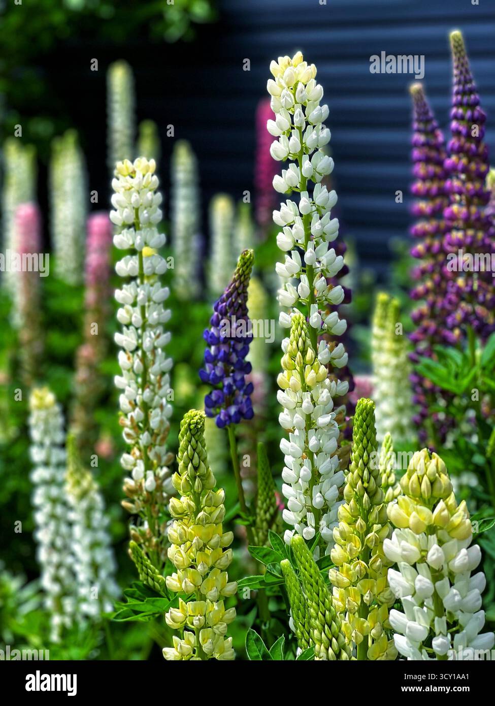 Affichage vibrant de fleurs de lupin colorées dans un cadre de jardin avec un fond sombre et moderne ajoutant du contraste - Image de stock capturée avec un smartphone