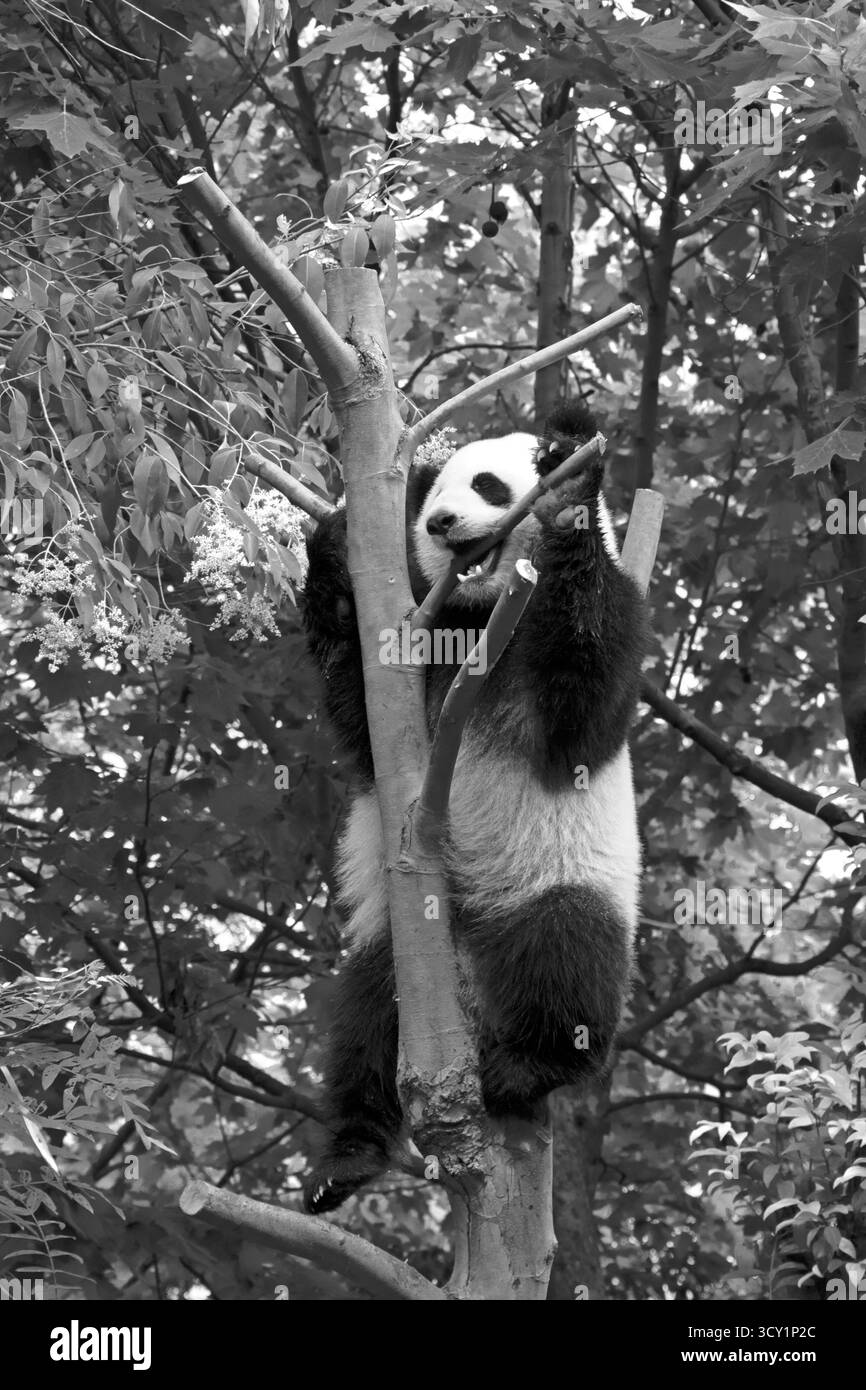 panda dans la forêt. Photo rétro bw Banque D'Images panda dans la forêt. Photo rétro bw Banque D'Images