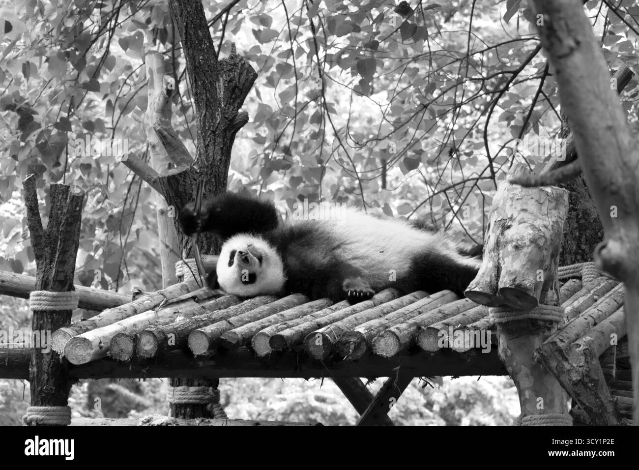 panda dans la forêt. Photo rétro bw Banque D'Images panda dans la forêt. Photo rétro bw Banque D'Images