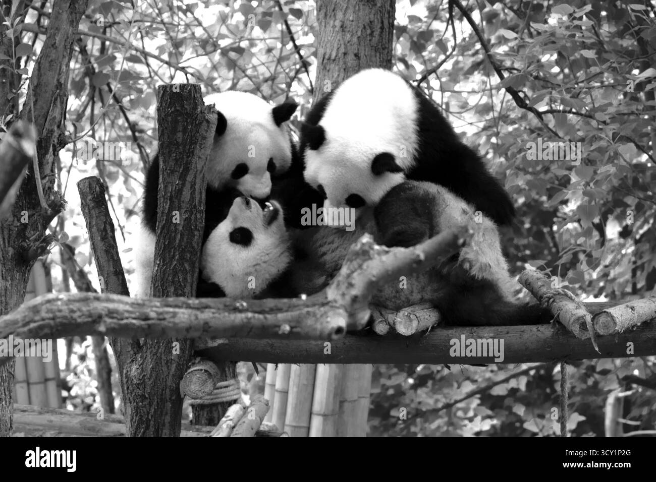 panda dans la forêt. Photo rétro bw Banque D'Images panda dans la forêt. Photo rétro bw Banque D'Images
