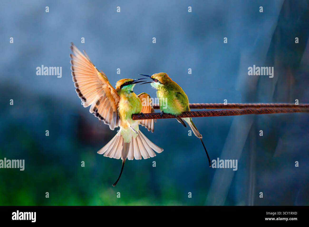 Le mangeur d'abeilles vertes asiatique, également connu sous le nom de petit mangeur d'abeilles vertes, et juste mangeur d'abeilles vertes au Sri Lanka, est une espèce d'oiseau de la famille des mangeurs d'abeilles. Banque D'Images