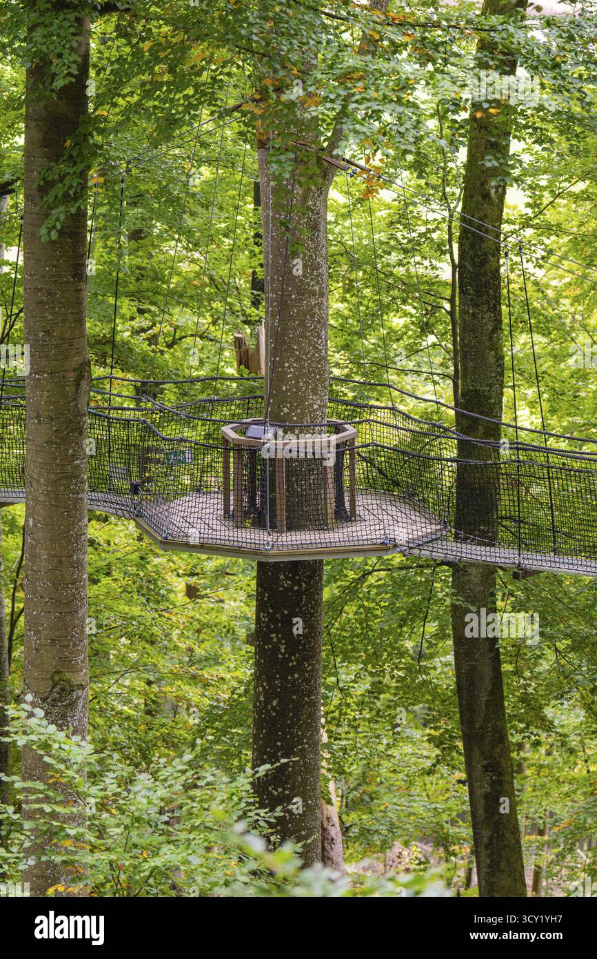 Plate-forme en bois flottant entre de grands arbres dans la forêt, Treewalk, Affenberg Salem, Bodenseekreis, Allemagne Banque D'Images