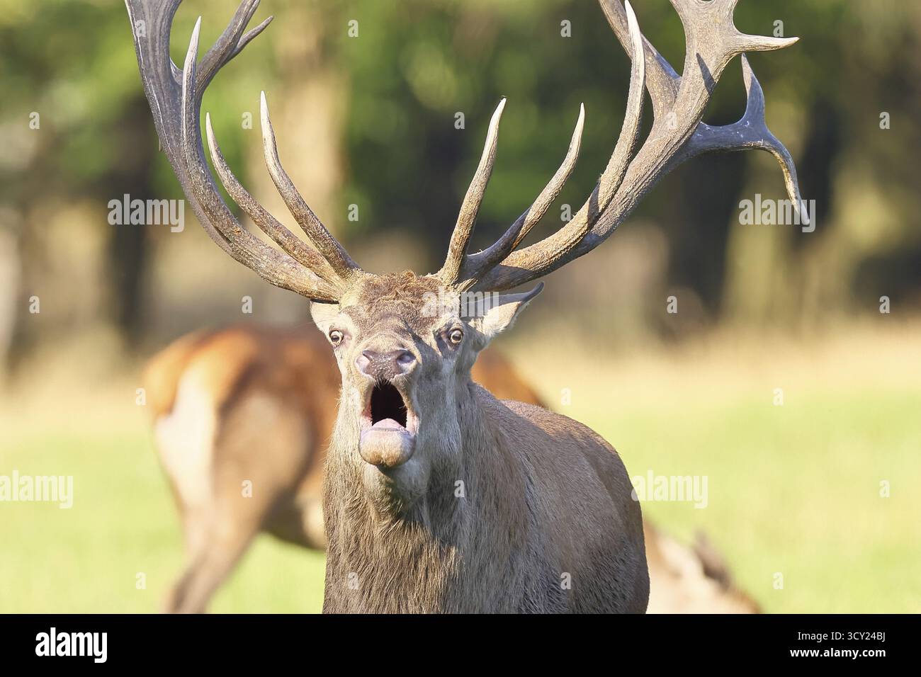 Cerf roux (Cervus elaphus) pendant la saison des ornières, cerf capital rugissant dans une clairière forestière, portrait d'animaux, faune, automne, Sauerland, Rhénanie du Nord- Banque D'Images