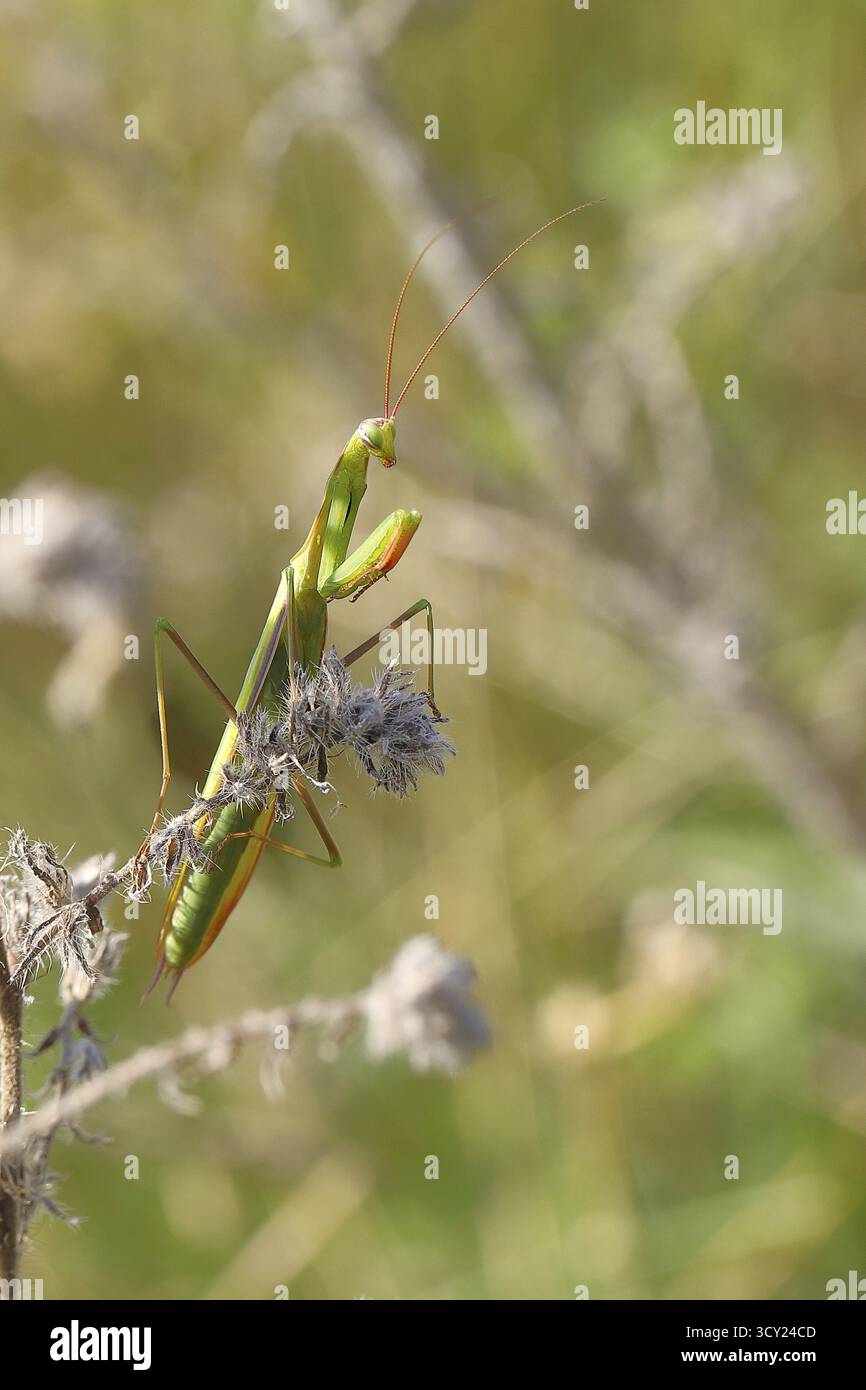 Mantis religiosa (Mantis religiosa), dans un buisson, Burgenland, Autriche Banque D'Images