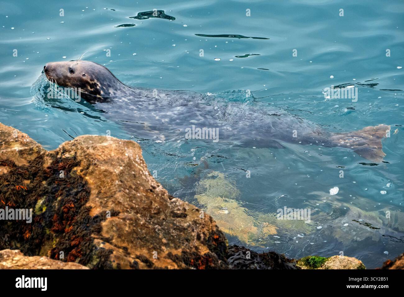Phoque gris dans le port de Brixham devon Royaume-Uni Banque D'Images