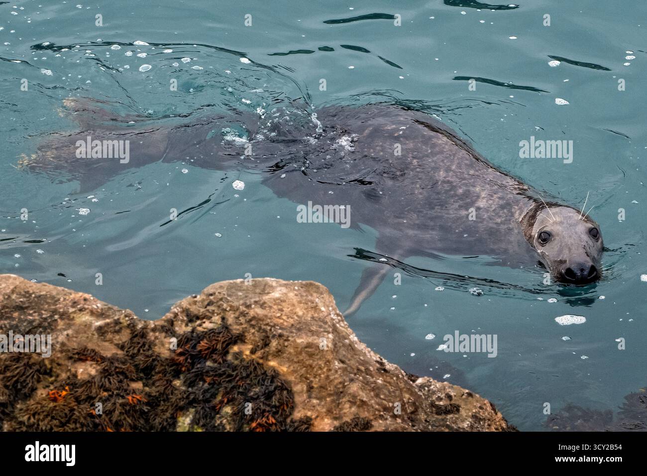 Phoque gris dans le port de Brixham devon Royaume-Uni Banque D'Images