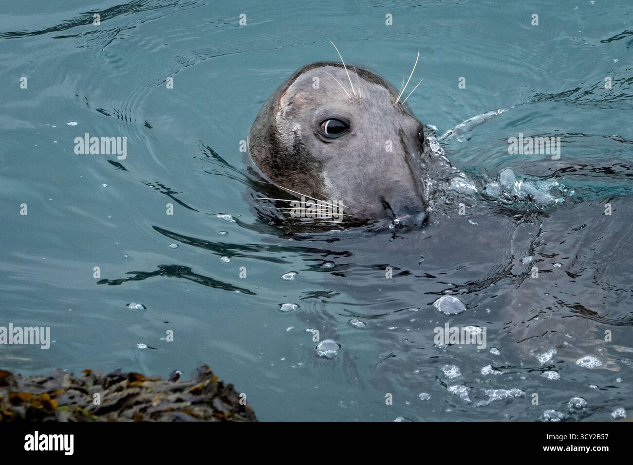 Phoque gris dans le port de Brixham devon Royaume-Uni Banque D'Images