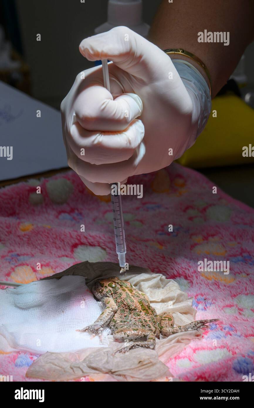 Le médecin vétérinaire traite un crapaud vert européen (Bufotes viridis). Ce spécimen avait un problème avec l'œil gauche qui a été enlevé en chirurgie dur Banque D'Images