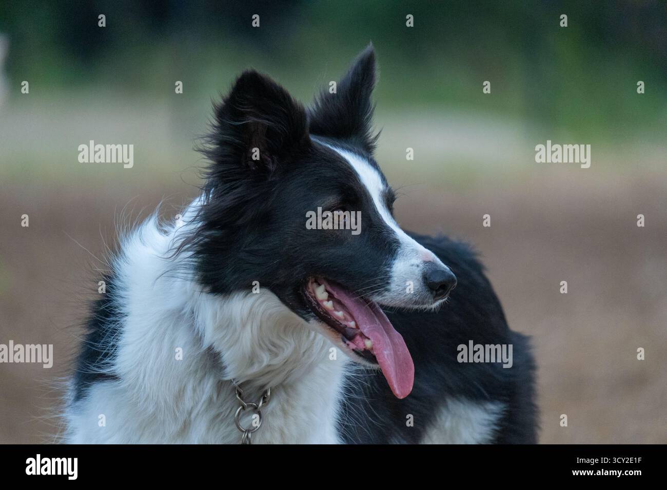 Chiens faisant ce que les chiens font en jouant dans un parc pour chiens. Banque D'Images