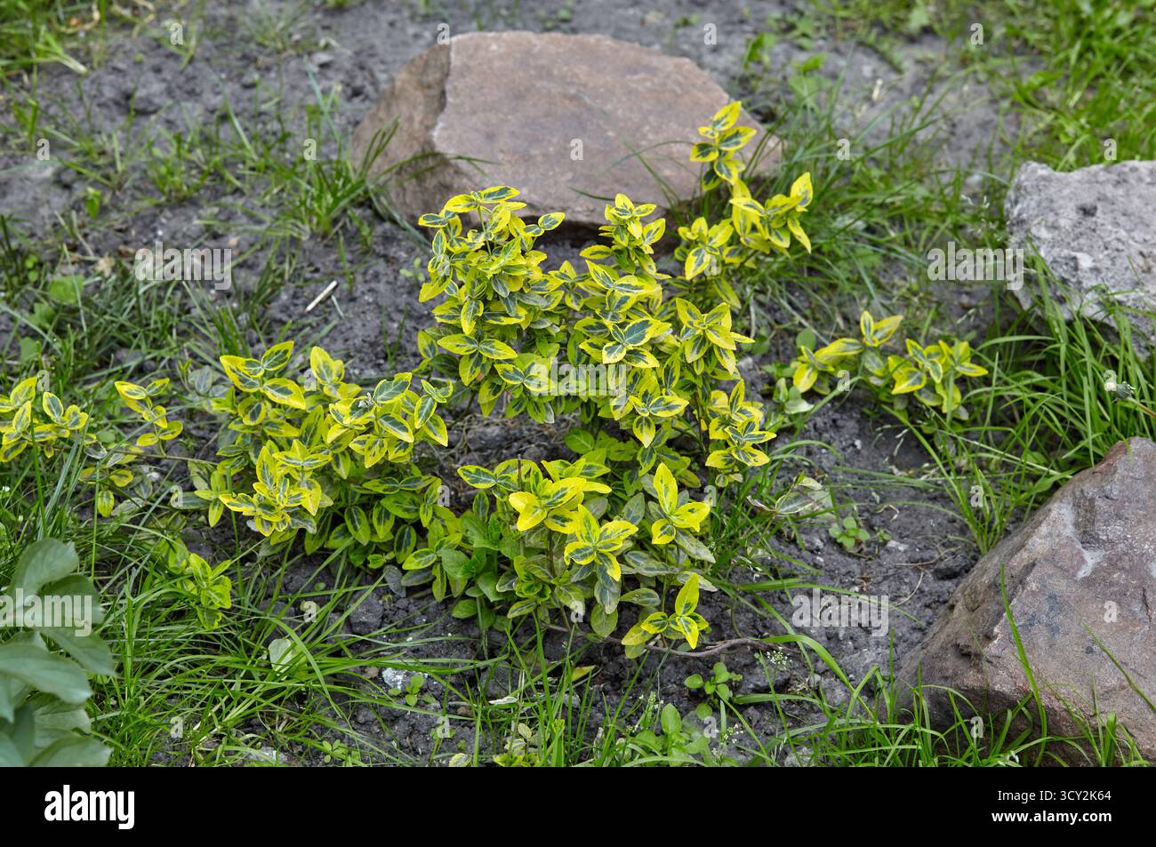 Feuilles colorées d'Euonymus fortunei dans la cour arrière, utilisées comme plante ornementale dans le jardinage. Nom de famille Celastraceae, nom scientifique Euonymus pour Banque D'Images