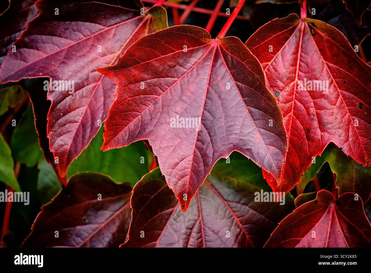 Motif de texture de fond de feuilles rouges d'automne image de feuillage de saison d'automne Banque D'Images