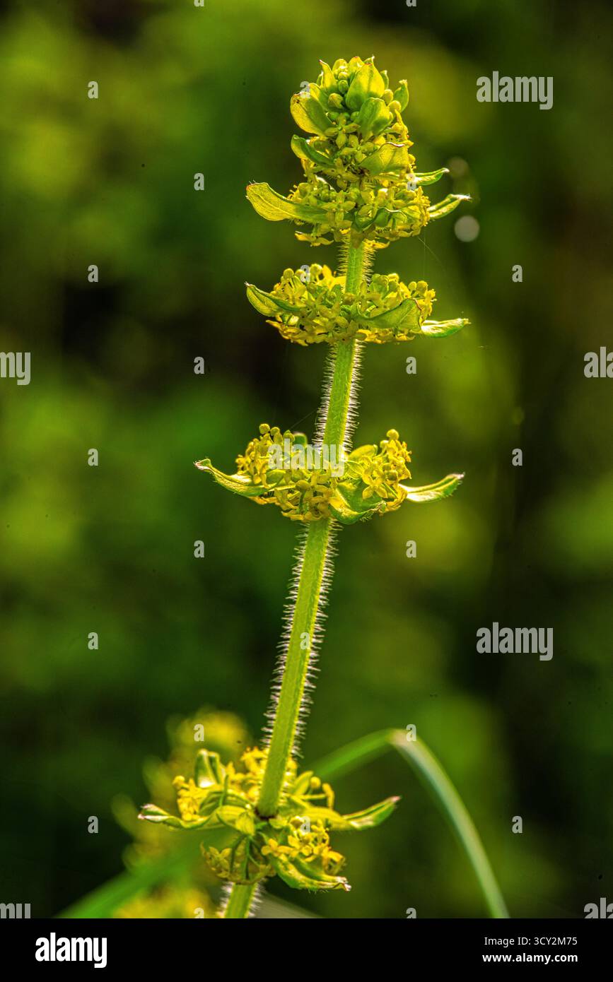 La plante cruciata laevipes, également connue sous le nom de bec croisé, affiche sa tige rugueuse et velue et ses petites fleurs jaune-vert. Abruzzes, Italie, Europe Banque D'Images