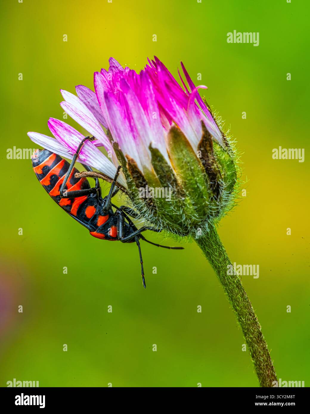 Un insecte carabiniere, Pyrrhocoris apterus, tente d'entrer dans la fleur de la Marguerite africaine, Osteospermum ou Dimorphotheca, pour se nourrir du pollen.Abruzzes Banque D'Images