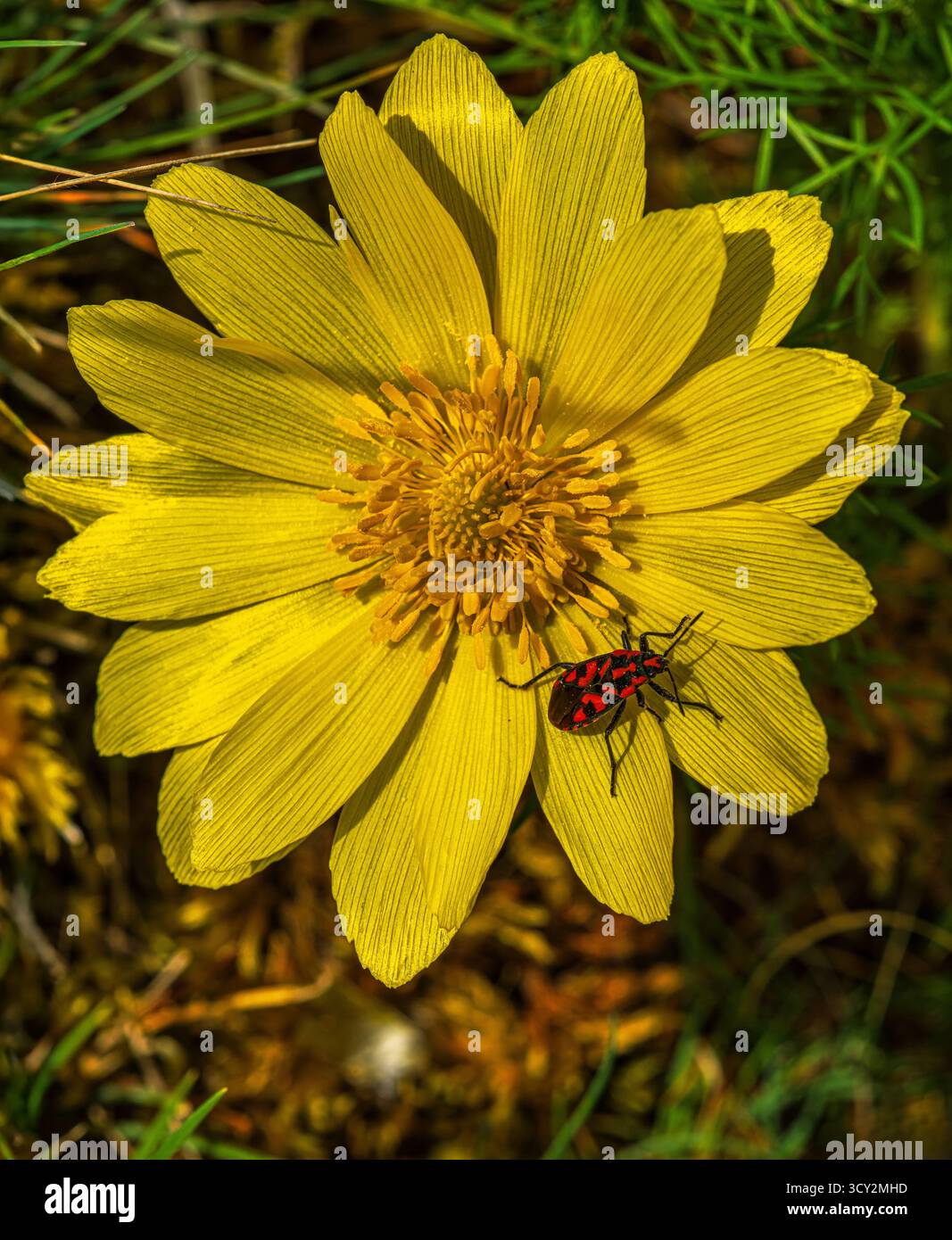 Adonis vernalis, communément appelé Adonis jaune ou Adonis printanier, avec un insecte rouge et noir. Abruzzes, Italie, Europe Banque D'Images
