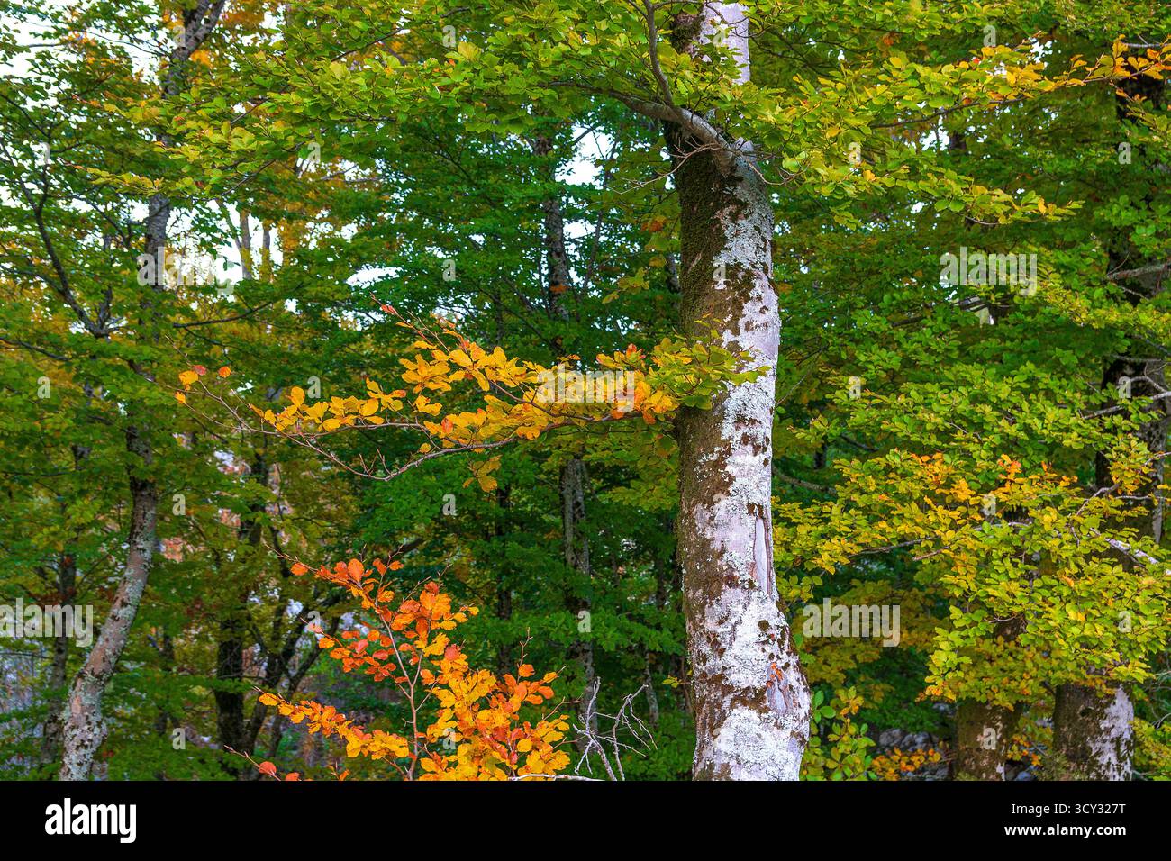 Forêt de hêtres en automne, couleurs d'automne, paysage d'automne, montagne Lovcen, baie de Kotor, Europe. Banque D'Images