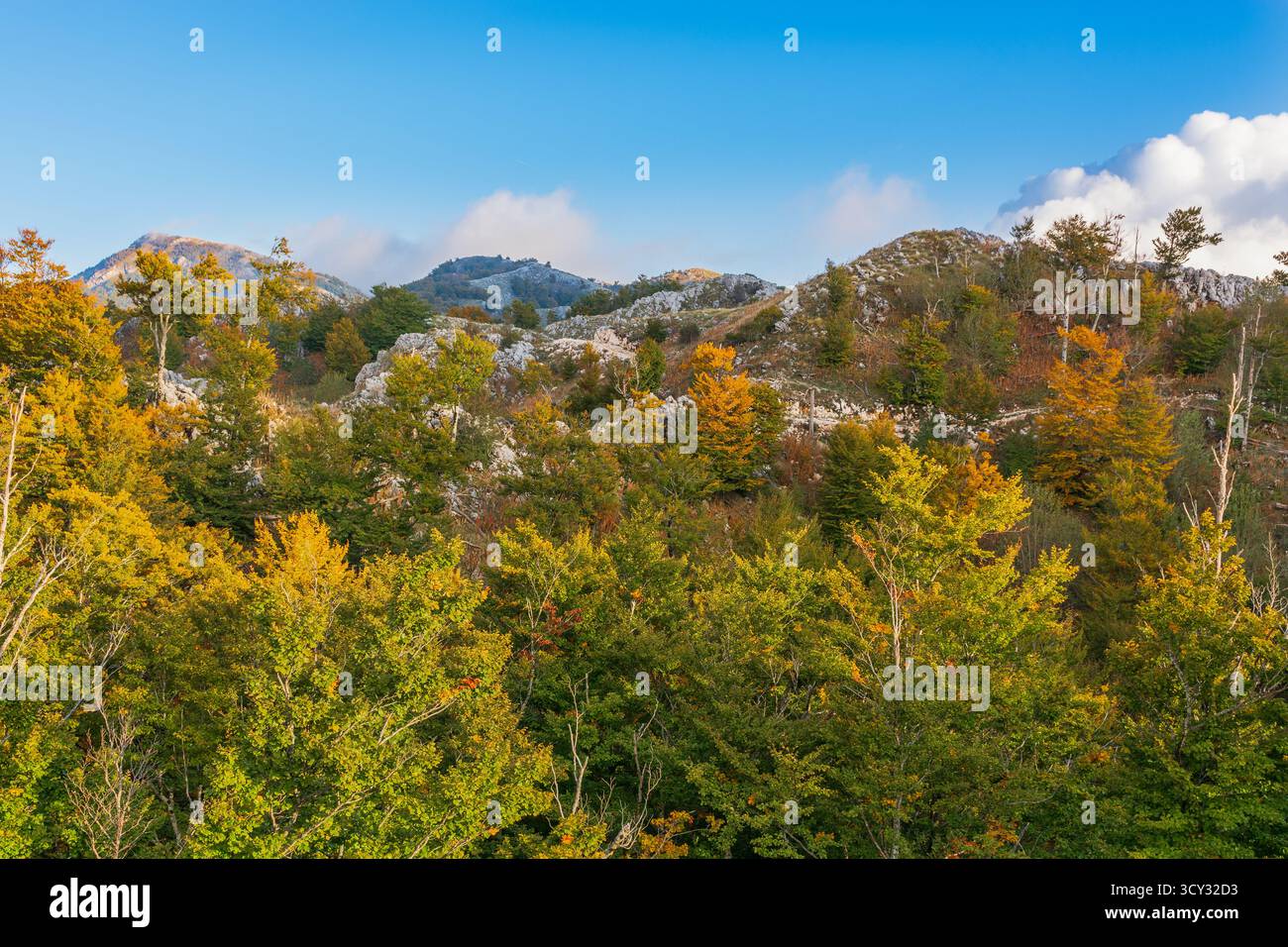 Montagne Lovcen en automne, hêtres, couleurs d'automne, paysage d'automne, Europe. Banque D'Images