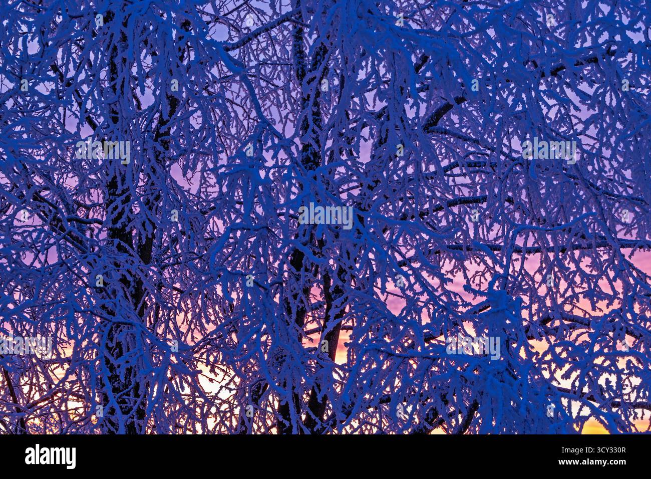 Coucher de soleil avec des branches d'arbre givrées dans un coucher de soleil froid en hiver Banque D'Images