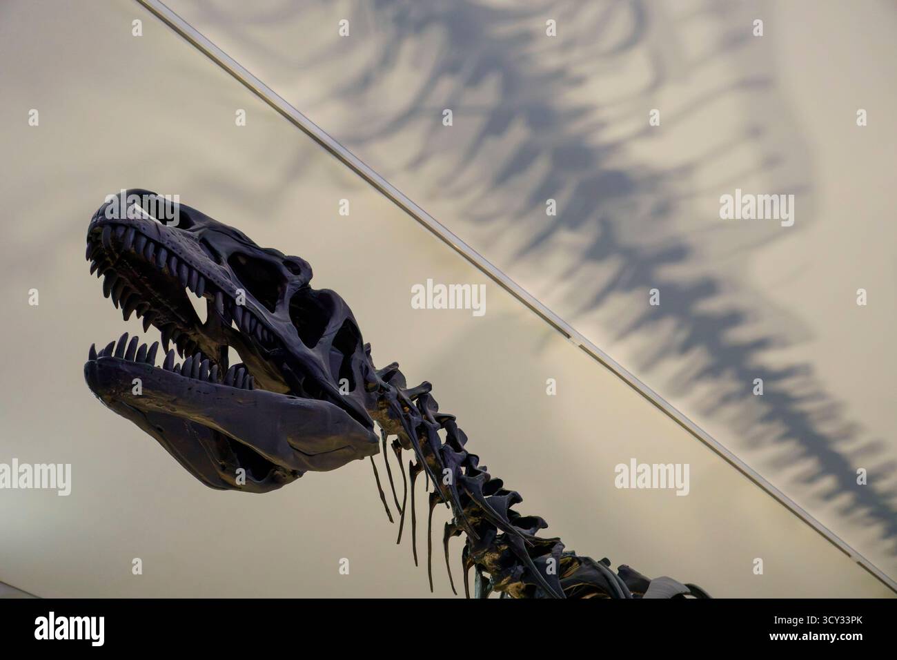 Exposition de squelettes d'Allosaur avec un éclairage dramatique projetant des ombres sur le plafond dans un cadre de musée axé sur le crâne et la colonne vertébrale de dinosaure Banque D'Images