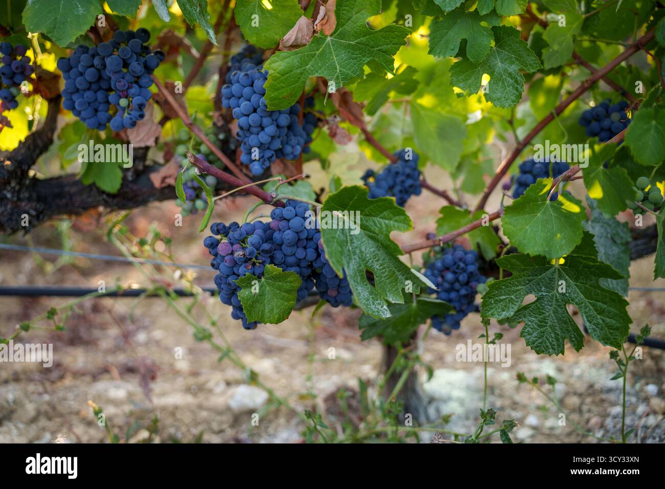 Des grappes de raisins bleus mûrs pendent d'une vigne luxuriante avec des feuilles vertes dans un vignoble pendant la saison des vendanges Banque D'Images