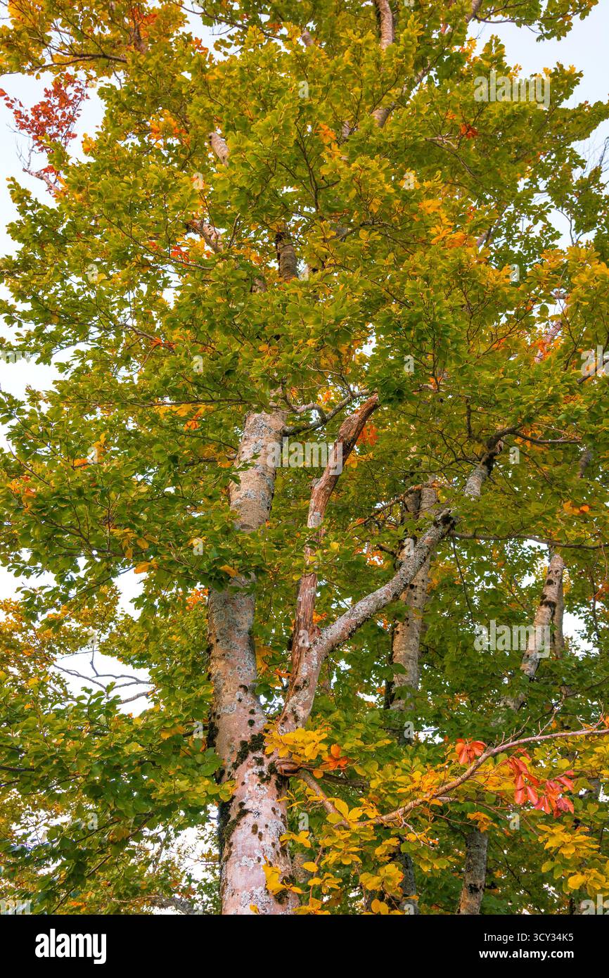 Hêtre en automne, couleurs d'automne, automne, arbres européens, montagne Lovcen, Kotor Bay, Europe. Banque D'Images