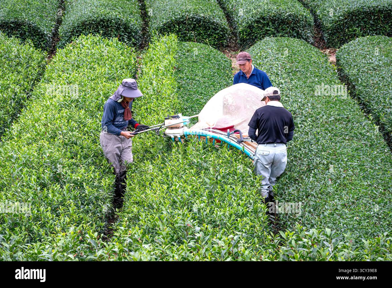 Récolte à la plantation de thé Obuchi Sasaba, près de Shimizu, Japon Banque D'Images