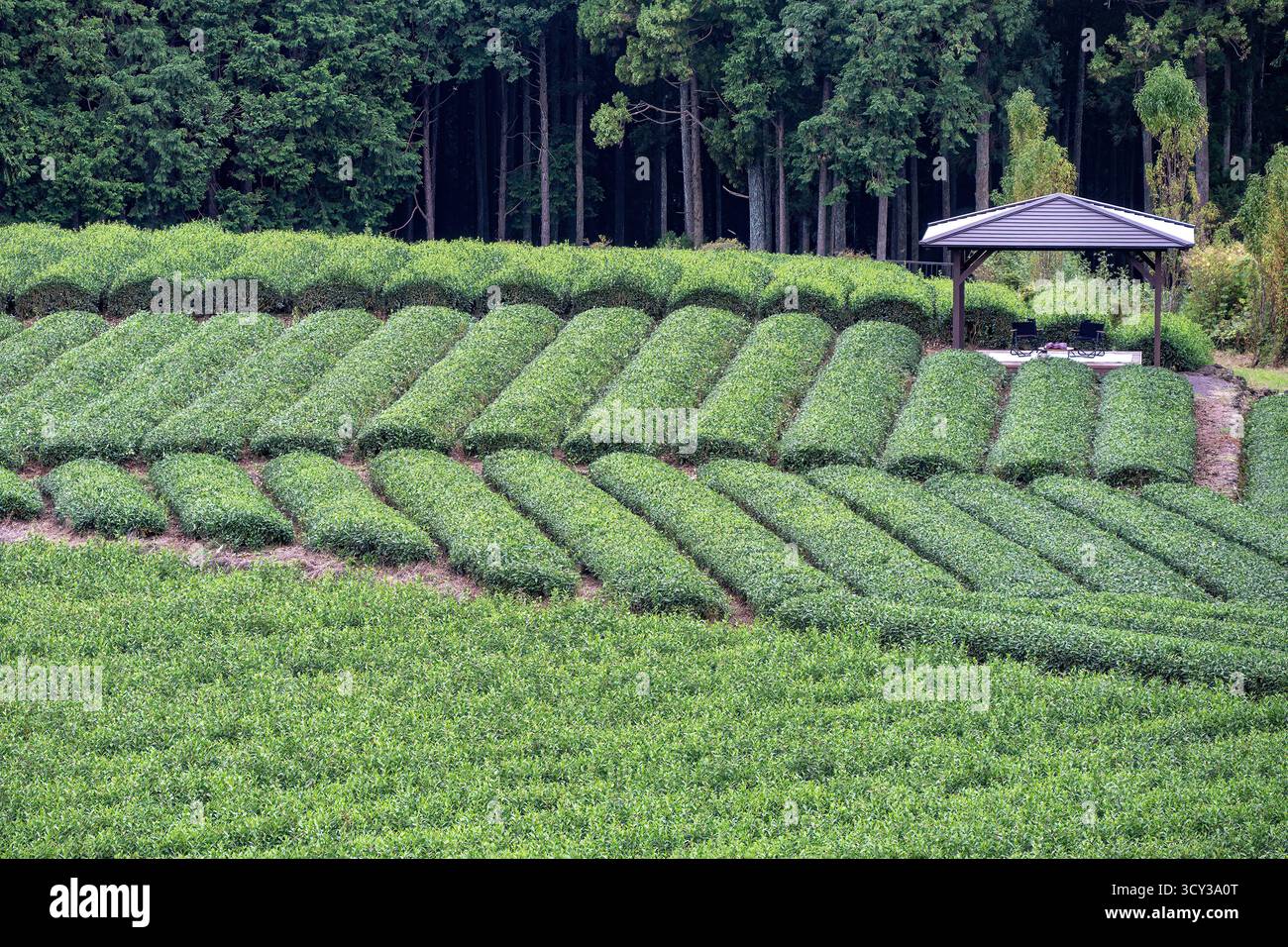 Plantation de thé Obuchi Sasaba, près de Shimizu, Japon Banque D'Images