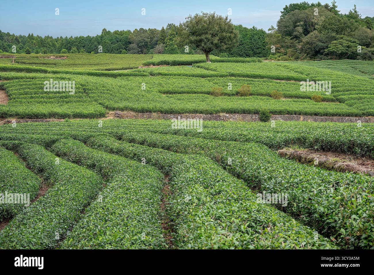 Plantation de thé Obuchi Sasaba, près de Shimizu, Japon Banque D'Images