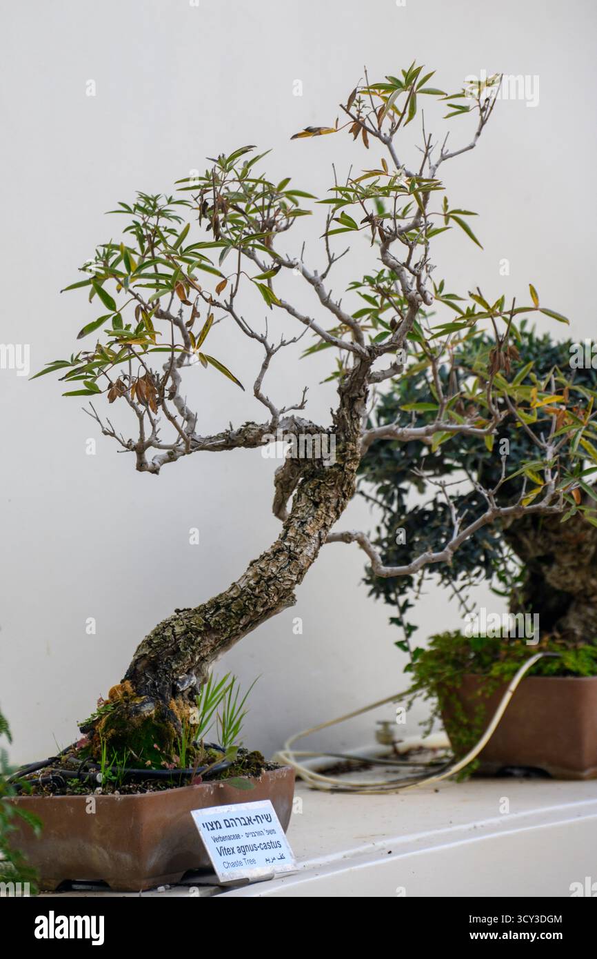 Chaste Tree Vitex agnus-castus Bonsai est l'art japonais de cultiver et de façonner des arbres miniatures dans des conteneurs, photographié à la Botanica de Jérusalem Banque D'Images
