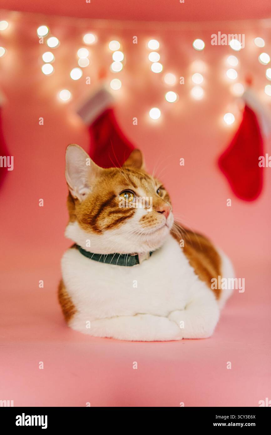 Chat sur fond rose profitant des vacances de noël festives Banque D'Images