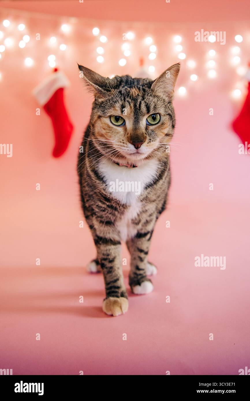 Chat Tabby debout devant les décorations de noël Banque D'Images