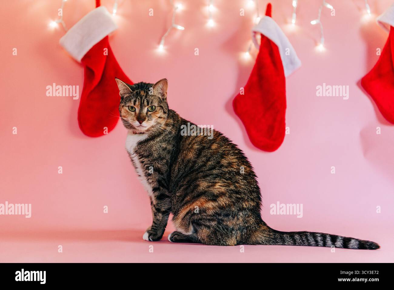 Chat Tabby célébrant les vacances de noël avec des bas Banque D'Images