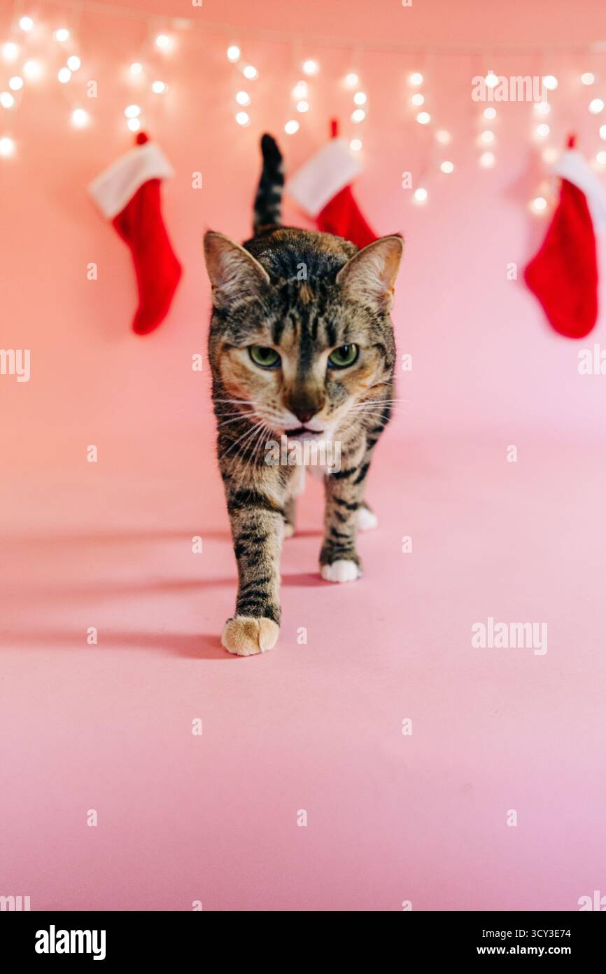 Chat Tabby marchant sur fond rose avec des bas de noël Banque D'Images