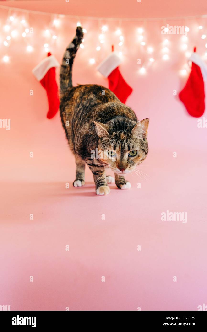 Chat Tabby se préparant pour les vacances de noël sur fond rose Banque D'Images