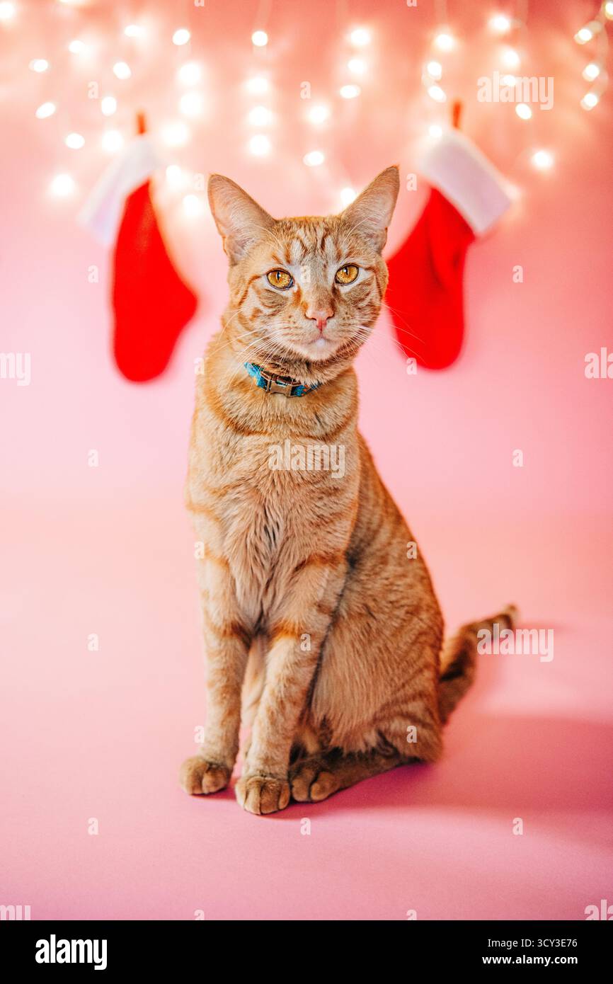 Chat au gingembre assis avec des bas de noël et des lumières festives Banque D'Images