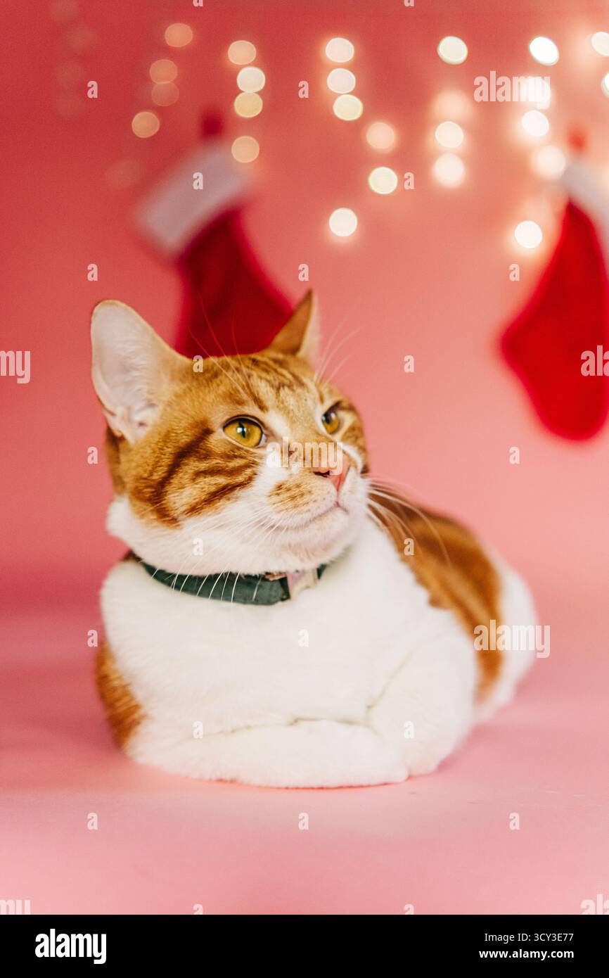 Chat de gingembre profitant des vacances de noël sur fond rose Banque D'Images