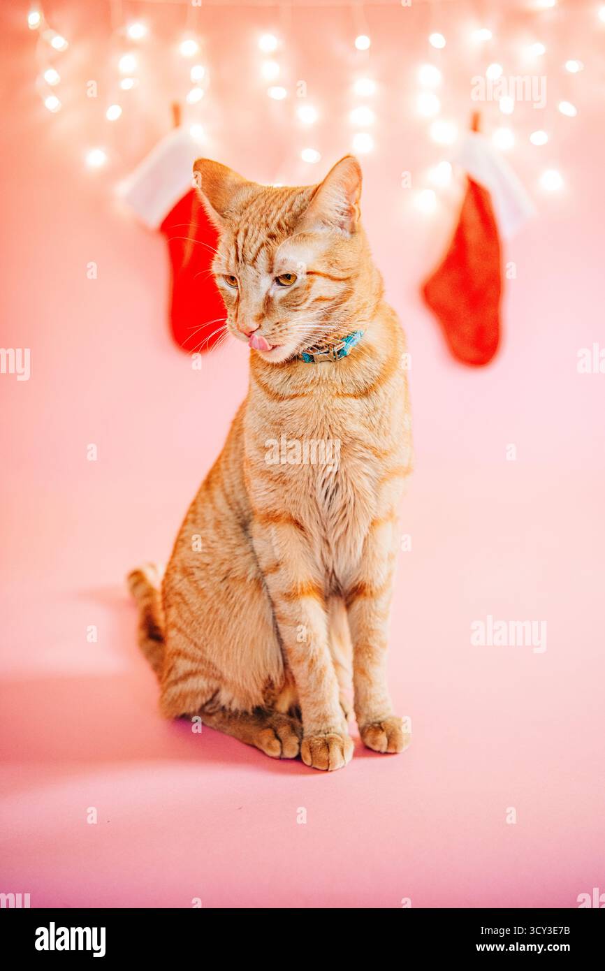Chat de gingembre se préparant pour la célébration des vacances de noël Banque D'Images