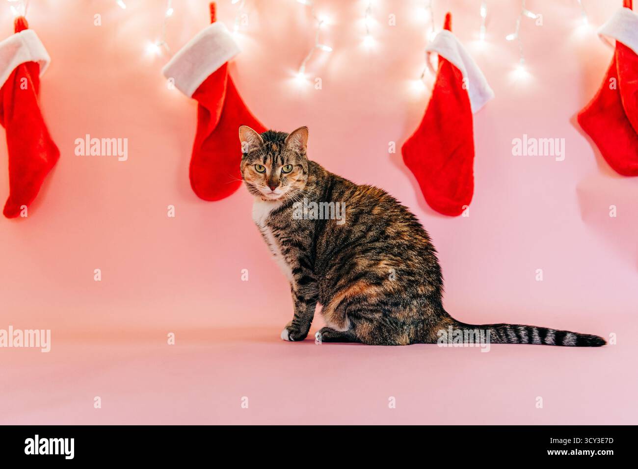 Chat Tabby profitant des vacances de noël avec des bas de fête Banque D'Images