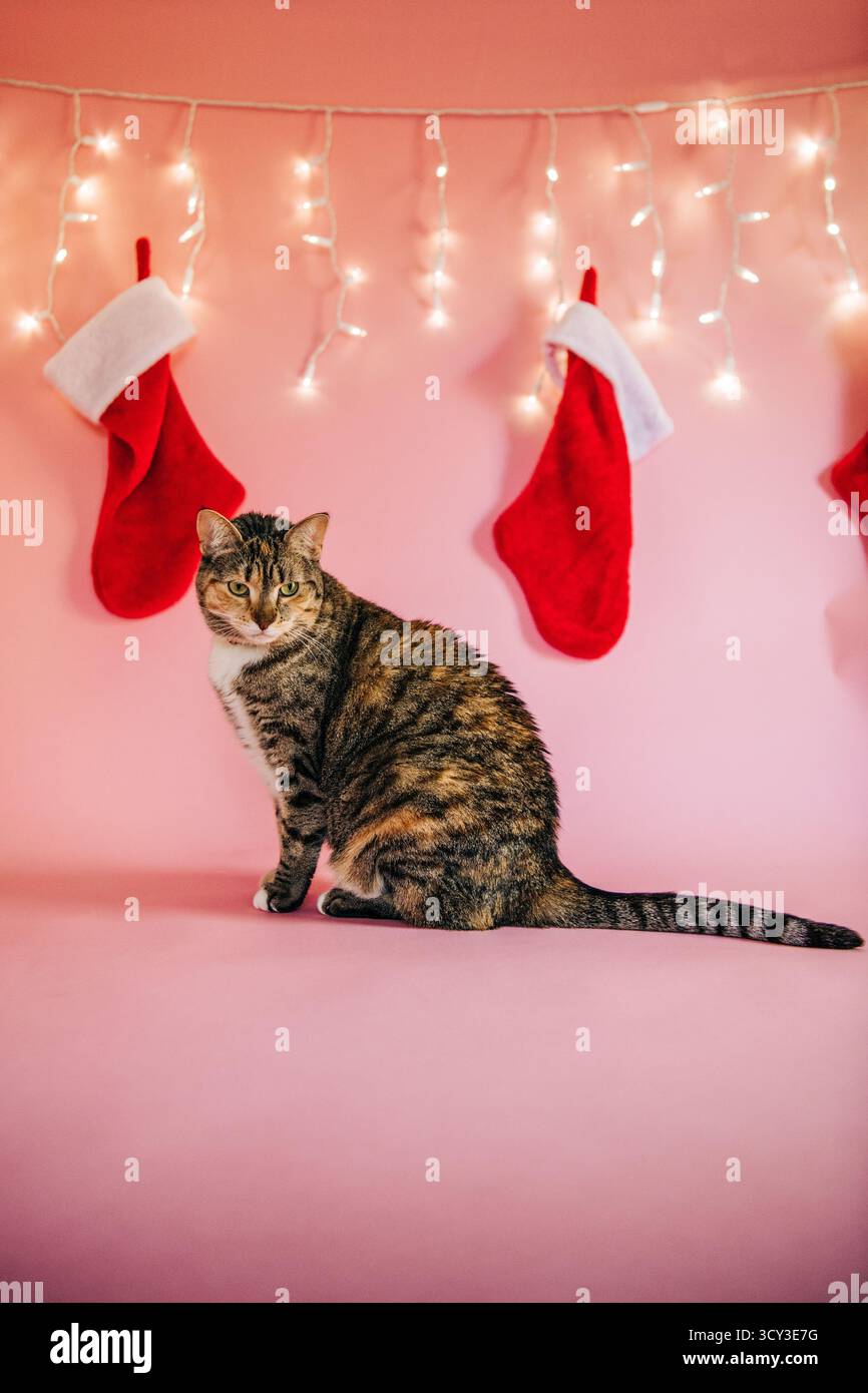 Portrait de chat sur le thème de Noël avec bas Banque D'Images